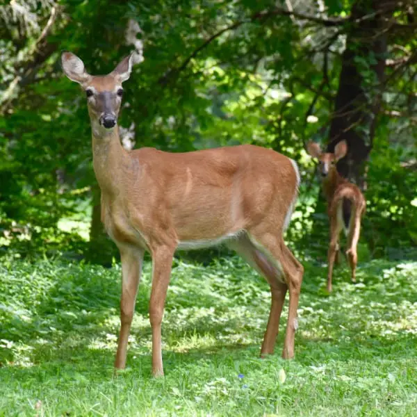 where do deer sleep