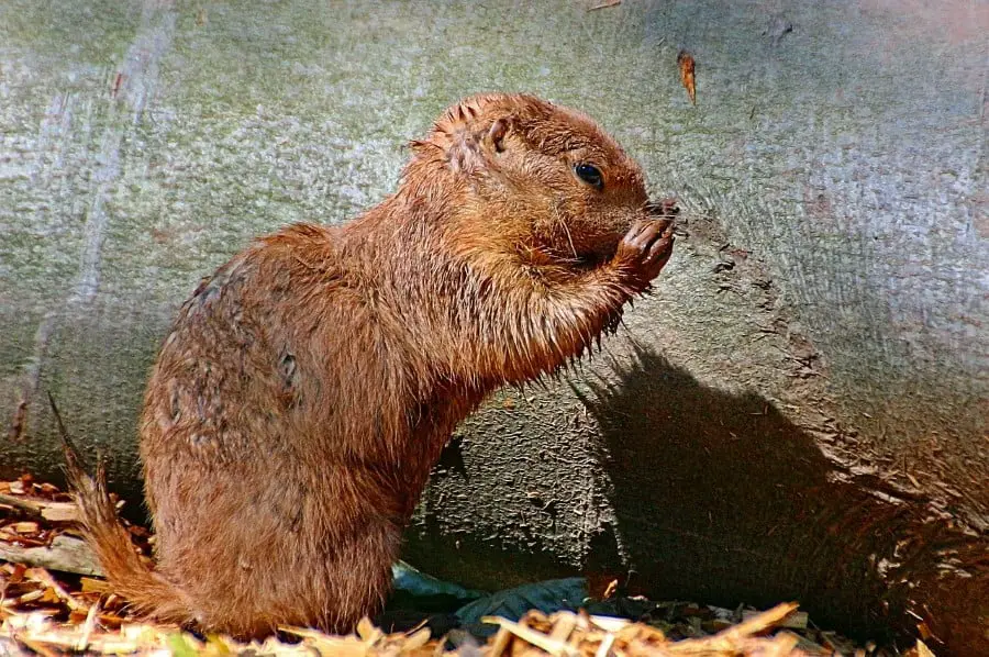 african bush squirrel caught in the rain