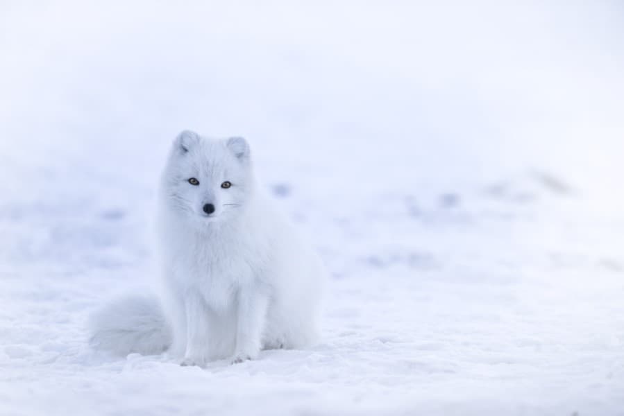 arctic fox against snow background