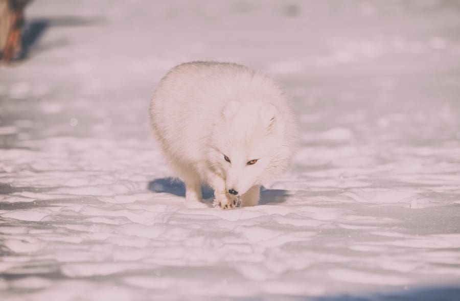 arctic fox towards the end of winter