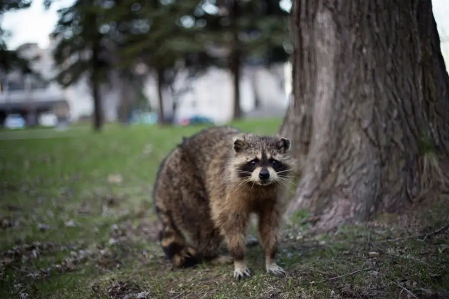 are raccoons dangerous