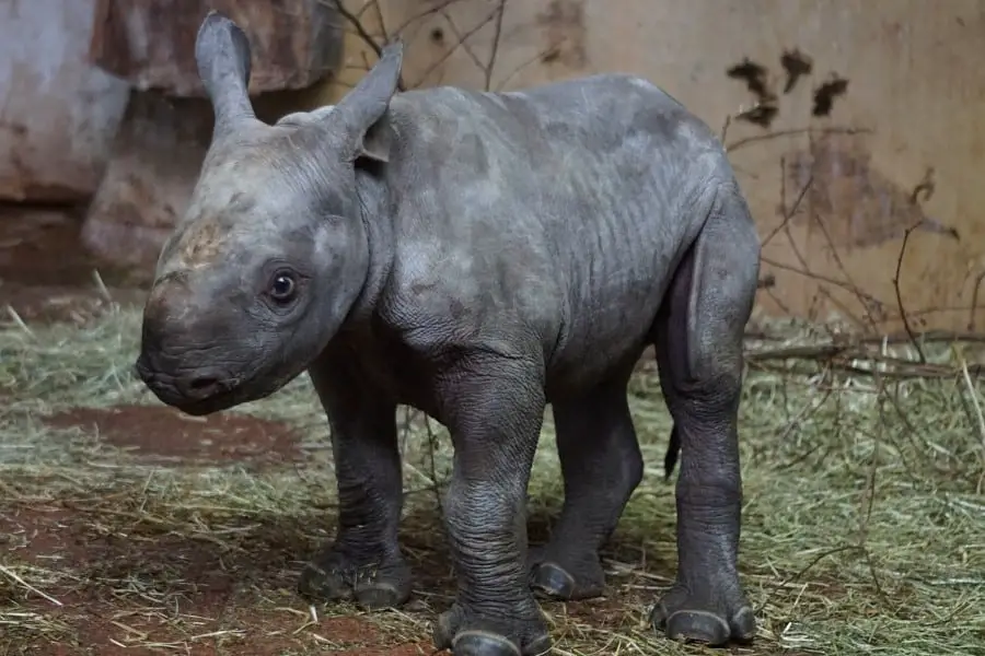 baby black rhino