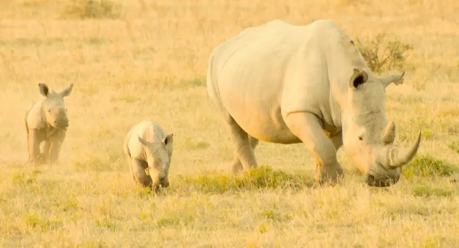 baby rhinos - calves, with their mother - cow