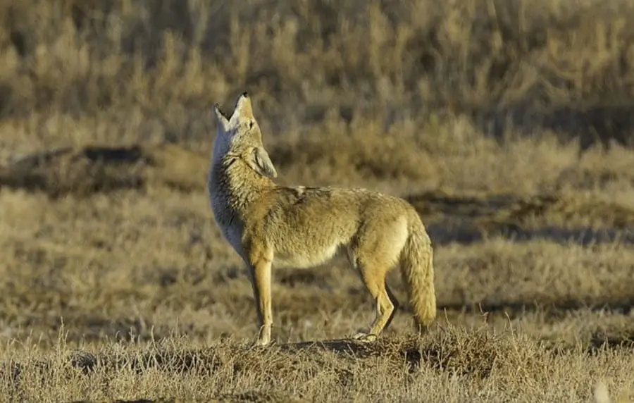 coyote howling