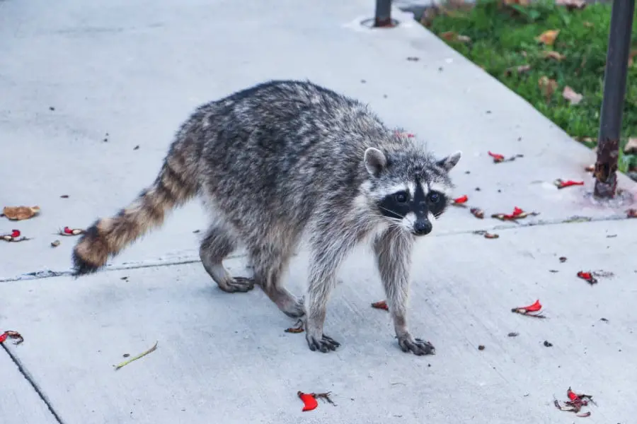 raccoon in urban area
