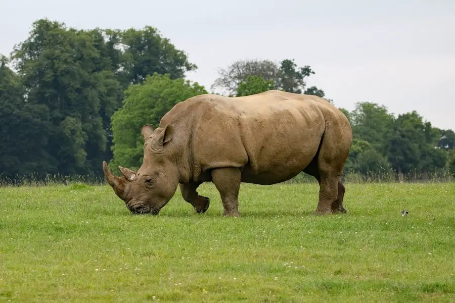 Do Rhinos Lay Eggs? Rhino Egg Facts for Children and Adults