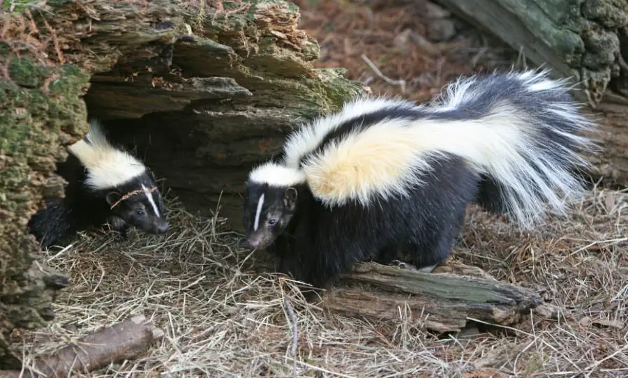 skunk den