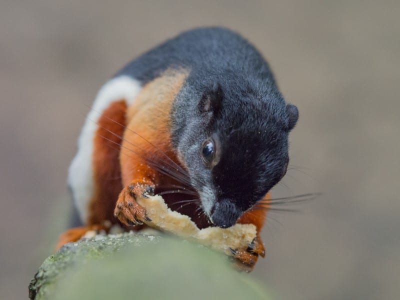 squirrel eating cereal