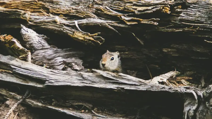 squirrel sheltering from the rain