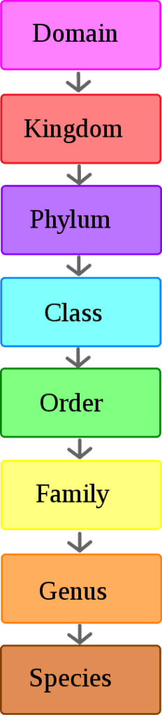 Scientific classification.svg