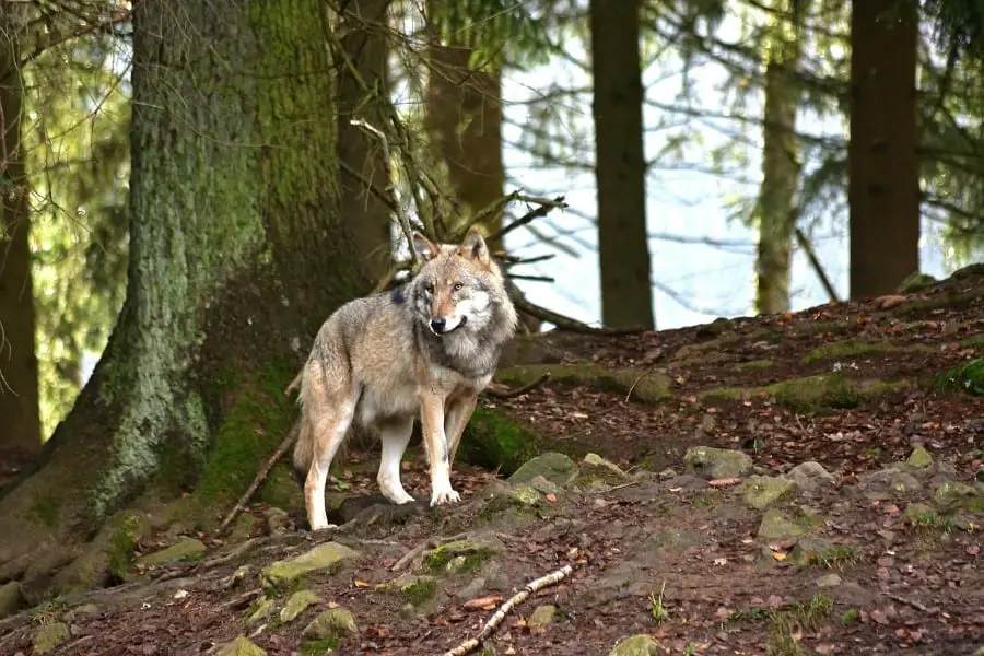 can wolves climb trees