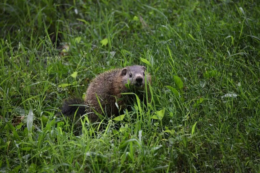 groundhogs eat lots before winter