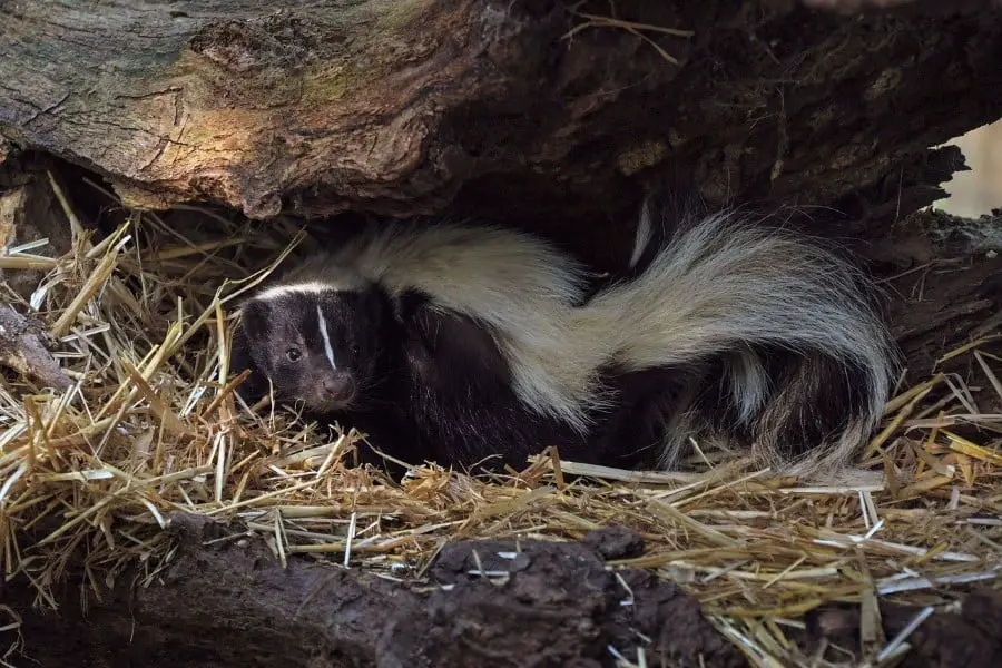 skunk den in wooded habitat