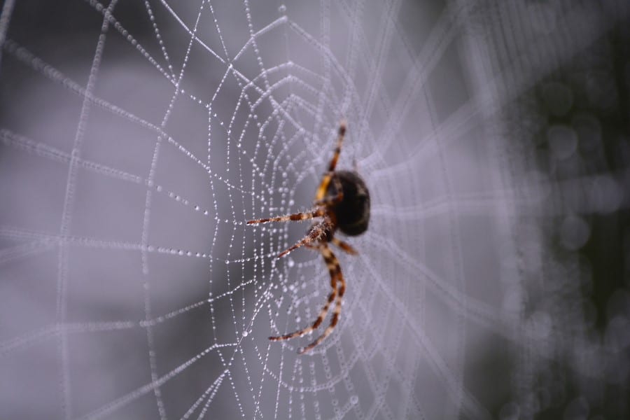 spiders spin webs at night