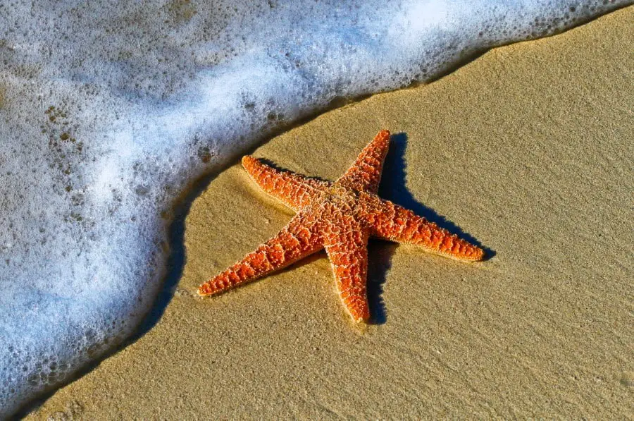 starfish