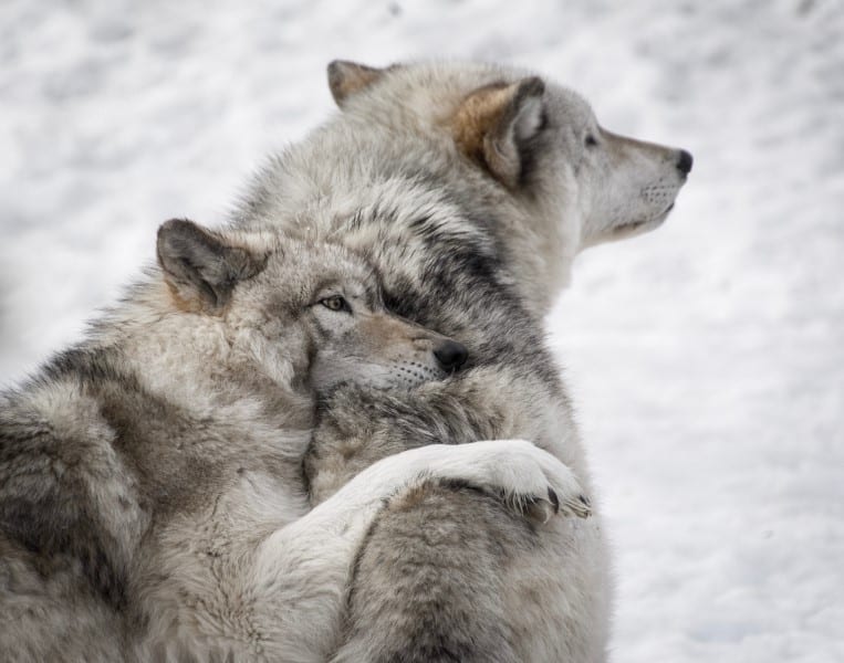 timber wolves live in packs