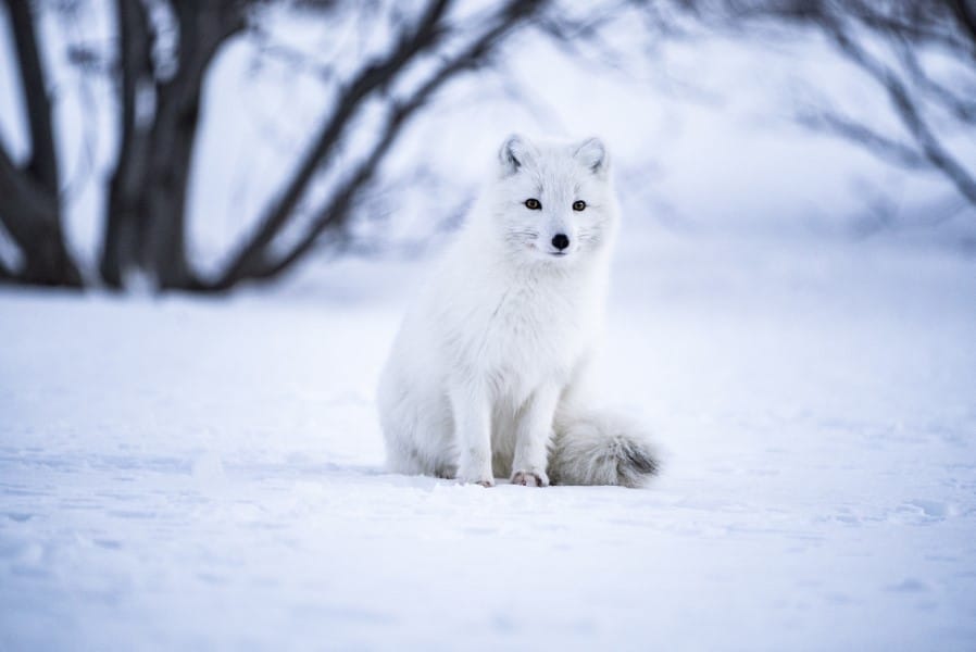 what do arctic foxes eat