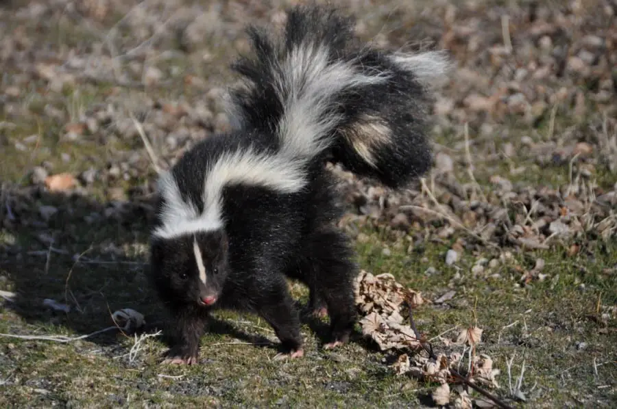 what do skunks eat