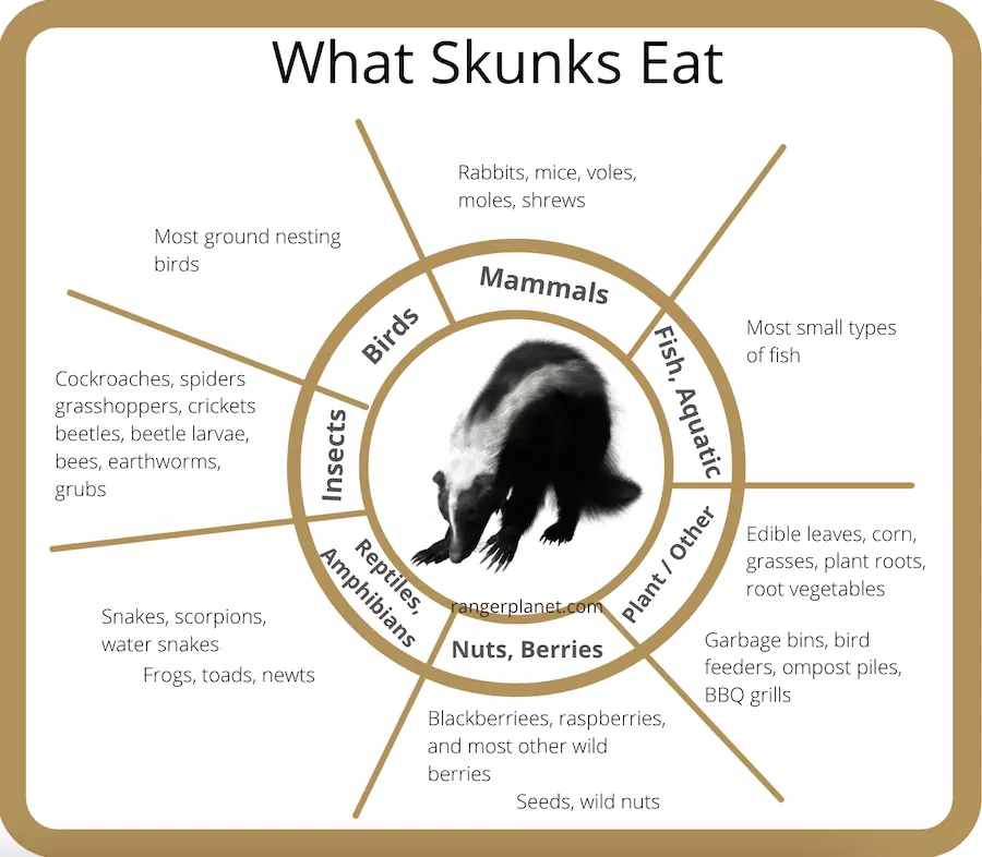 what do skunks eat