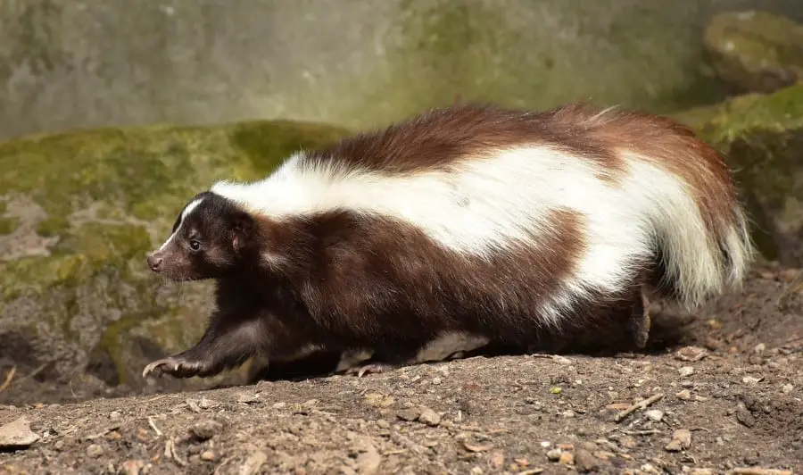 a skunk likes to feed on small animals and insects