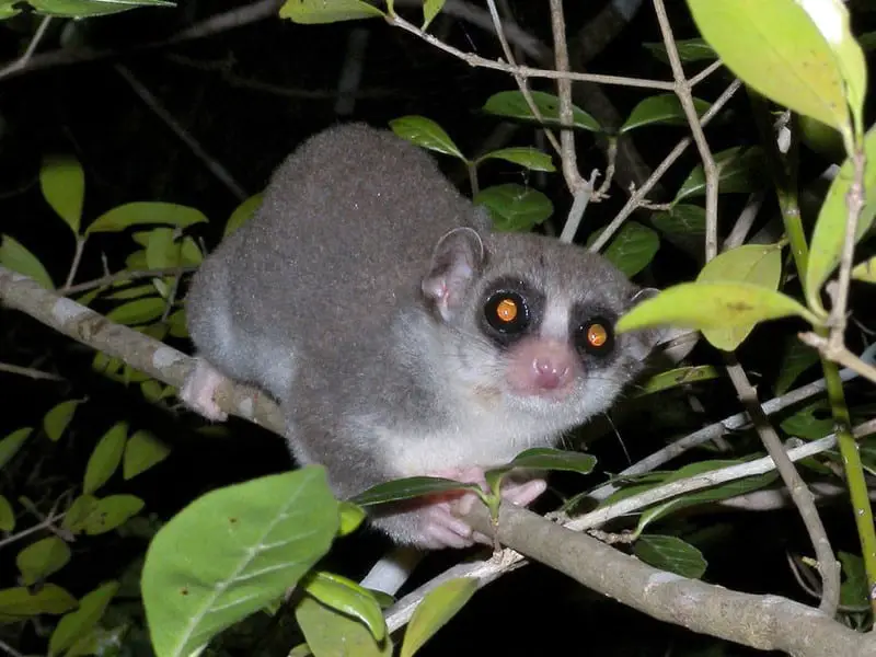 fat tailed dwarf lemur