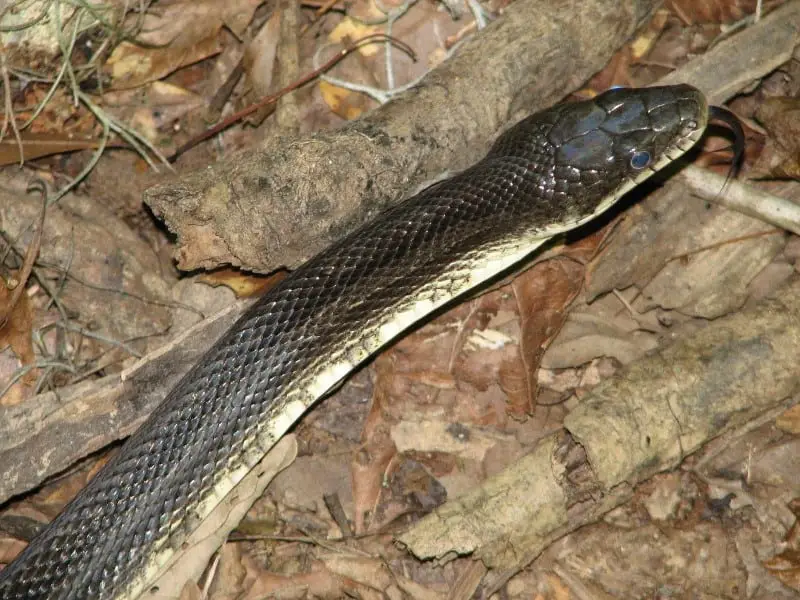 black rat snake eats robins