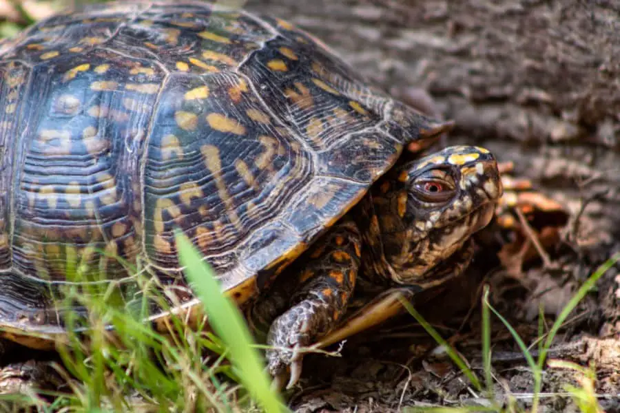 box turtle