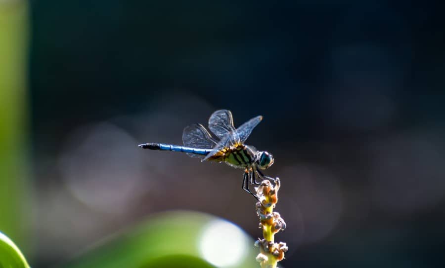 do dragonflies bite