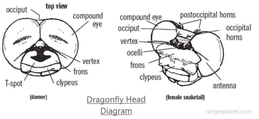 dragonfly head diagram