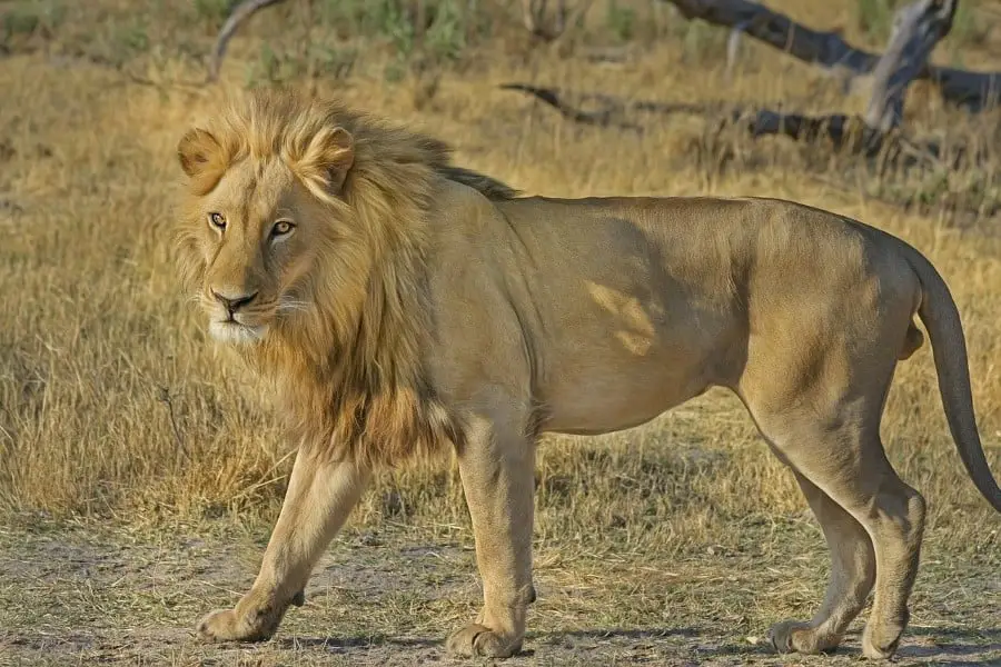 male lions eat first