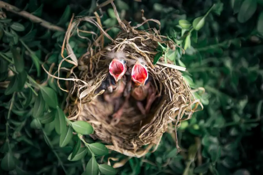 chicks in a nest