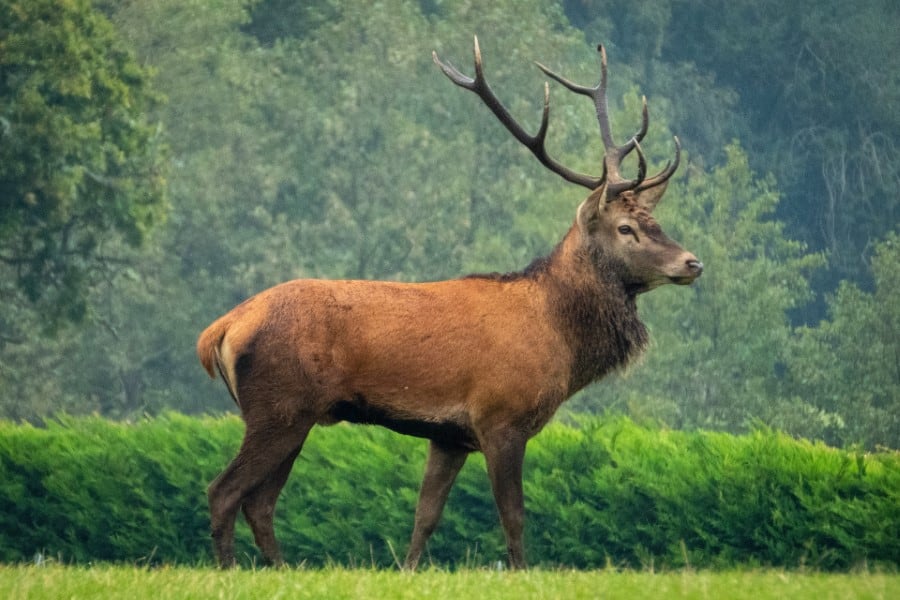 elk - Cervinae