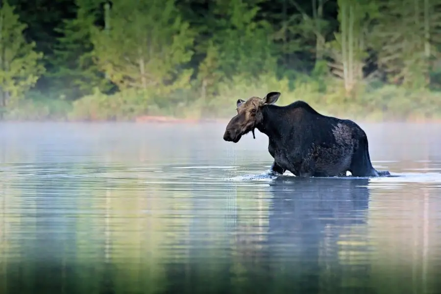 how fast can a moose run - moose can swim up to 10mph