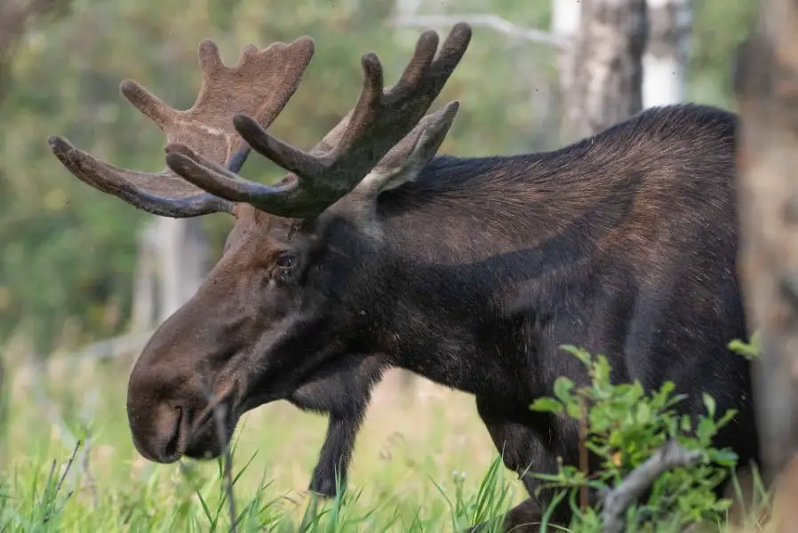 Moose - Capreolinae