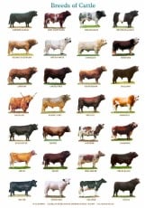 varieties of cattle