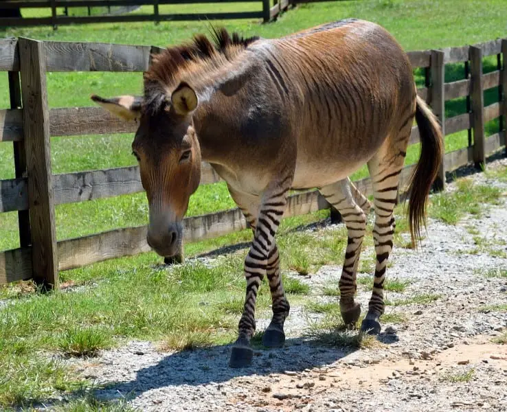 do animals cross breed - zebroid