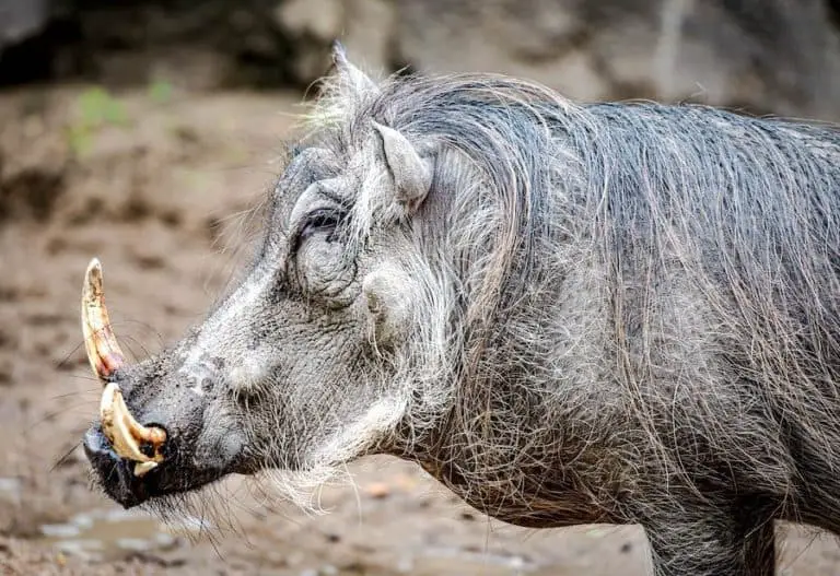 Are Wild Boar Dangerous? How, When, and Why They Attack