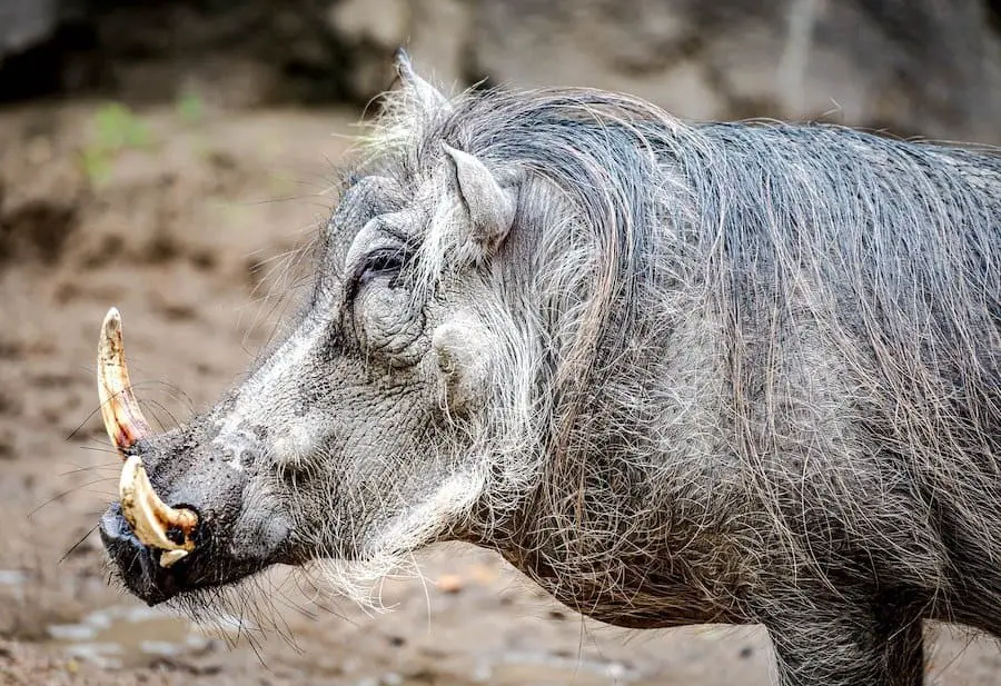 a wild boar in daylight