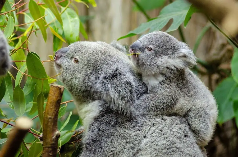 koala will defend their young