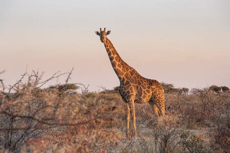 giraffe in brushland