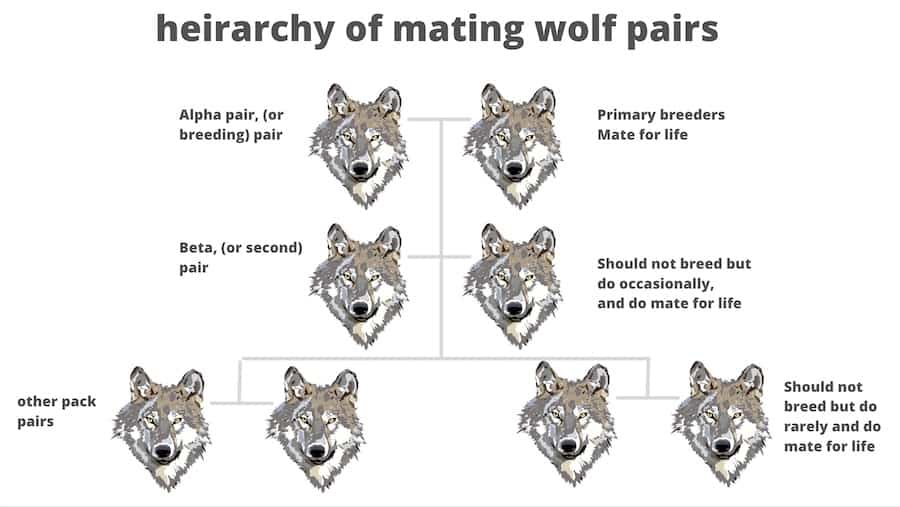 mating wolf pairs heirarchy