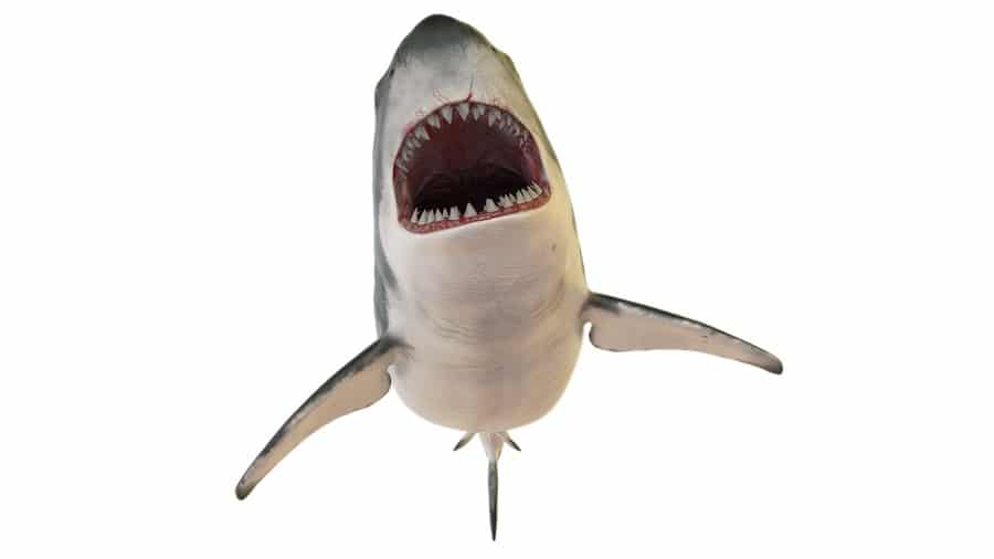 do sharks have tongues