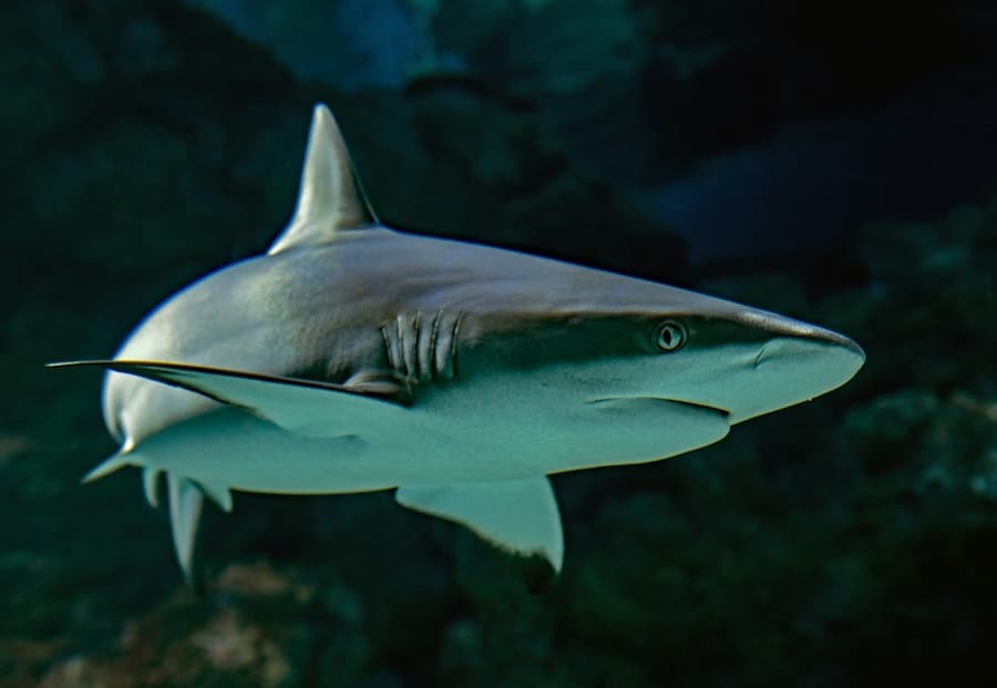 side image of a shark under water