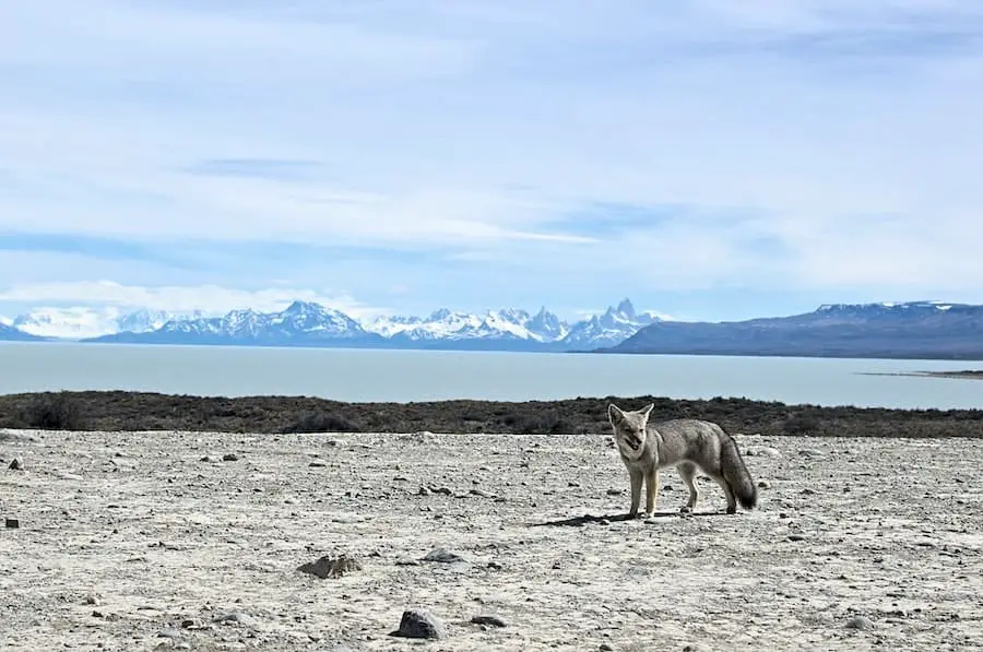 wolf patrolling the coastline