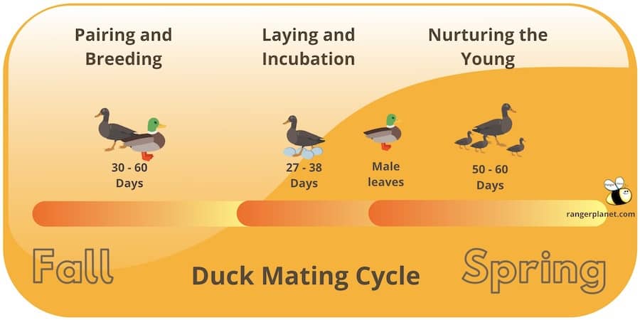 infographic depicting the duck mating cycle