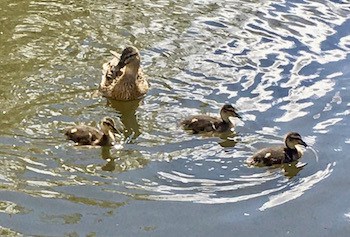 female duck with 3 ducklings