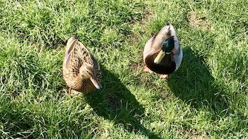 female mallard hen with male mallard drake