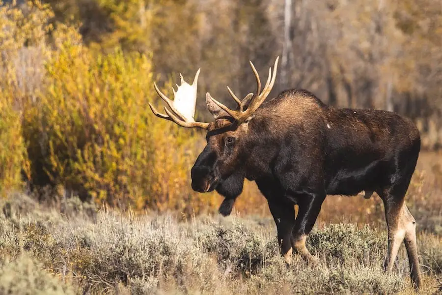 moose in the wild