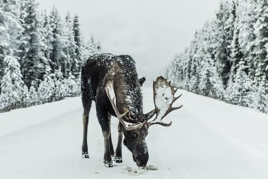 When it snows the moose come on the roads to eat off the salty/gravel that get’s sprayed on the roads