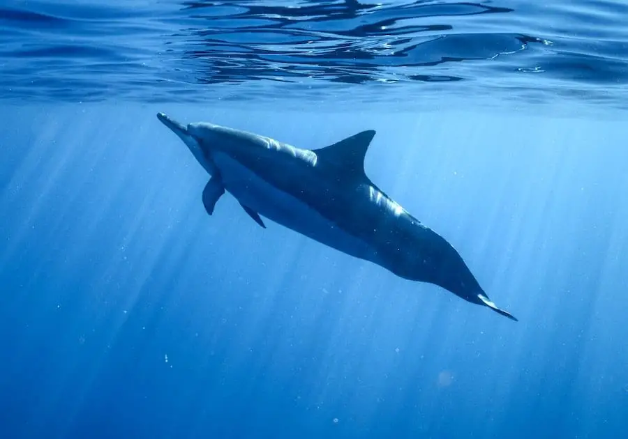 dolphin underwater